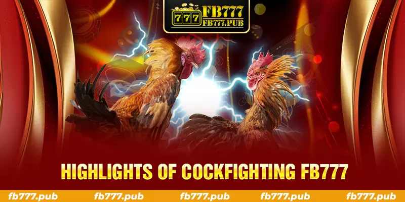 highlights of cockfighting fb777